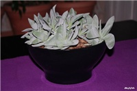 06a6431c-IMG_6471 Crassula falcata.jpg